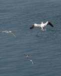 P1100561_Seabirds_in_Flight.jpg
