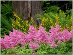 Astilbe Garden, Washington-a.jpg