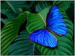 Blue Morpho Amathonte-a.jpg