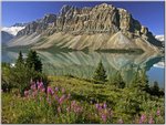 Bow Lake and Flowers, Banff National Park, Alberta, Canada-a.jpg