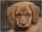 Buck, Nova Scotia Duck Tolling Retriever.jpg