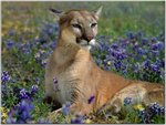 Fragrant Wildflowers, Cougar.jpg