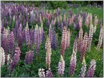 Cluster of Lupine, Minnesota-a.jpg