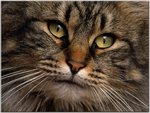 Contemplative Kitty-a.jpg