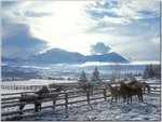 Country Winter, Arabians-a.jpg