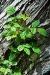 poison_oak.jpg