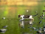 walk-on-water-saintly-cat.jpg