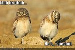 funny-pictures-owls-twisted-head.jpg