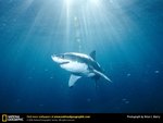 great-white-shark.jpg