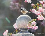Songbirds.jpg