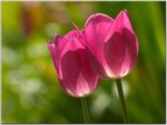 Tulips.jpg