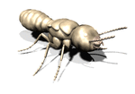 TERMIT~11.gif