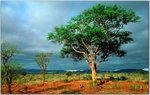 00199_africanlandscape.jpg