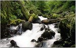 00169_foreststream.jpg