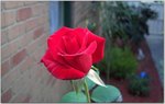rose.jpg