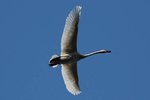 swan01.jpg