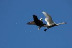 swan02.jpg