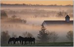 foggy-horsefarm.jpg