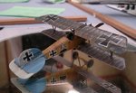 Albatros_7832.JPG