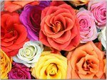 24_flowers.jpg