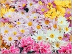 05_flowers.jpg