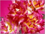 19_flowers.jpg