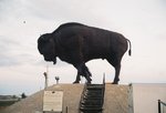 BigBison.JPG
