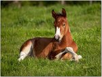 American Paint Foal, Iowa.jpg