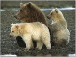 Bears in Katmai National Park, Alaska [1024x768].jpg