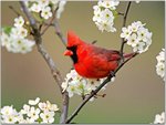 Cardinal Among Pear Tree Blossoms.jpg