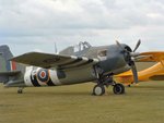 Wildcat 2.JPG