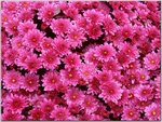 25_flowers.jpg