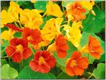26_flowers.jpg