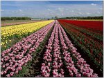 Lisse, Holland.jpg