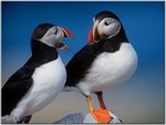 A Pair of Puffinsb.jpg