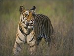 Bengal Tiger Walking in Dry Grasses Bandhavgarh National Park India.jpg