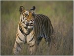 Bengal Tiger Walking in Dry Grasses Bandhavgarh National Park India.jpg