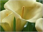 Calla Lilies Hawaii.jpg