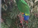 bird1.jpg
