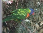 bird2.jpg