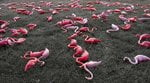 Flamingo Bird  Flu.jpg