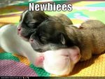 newbiees-noobs.jpg