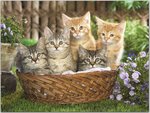 Basketfull of Tabby Kittens.jpg