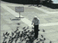 Here Birdy.gif