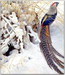 Birds_01_Lady Amherst Pheasant, 2001_Robert Bateman_sqs.jpg