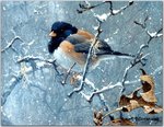 Birds_06_Junco in Winter, 1991_Robert Bateman_sqs.jpg