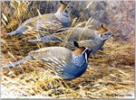 Birds_10_Covey of California Quail, 1993_Robert Bateman_sqs.jpg