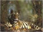 Bengal Tiger Resting, Bandhavgarh National Park, India.jpg