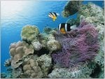 Clark's Anemonefish and Leathery Sea Anemone, Japan.jpg