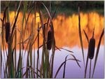 Cattails.jpg